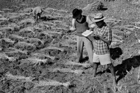 isi researchers measuring rice yields in a field