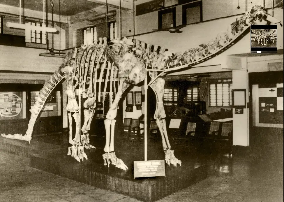 the reconstructed skeleton of barapasaurus tagorei